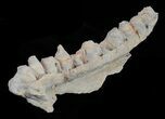 Mosasaur (Platecarpus) Jaw Section - Kansas #61437-4